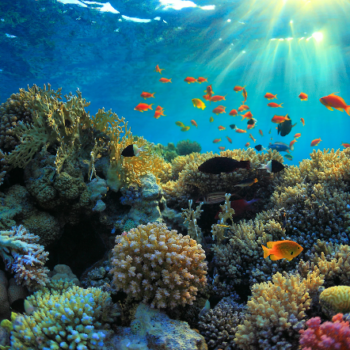Exploring Coral Reefs With Jennifer Matthews